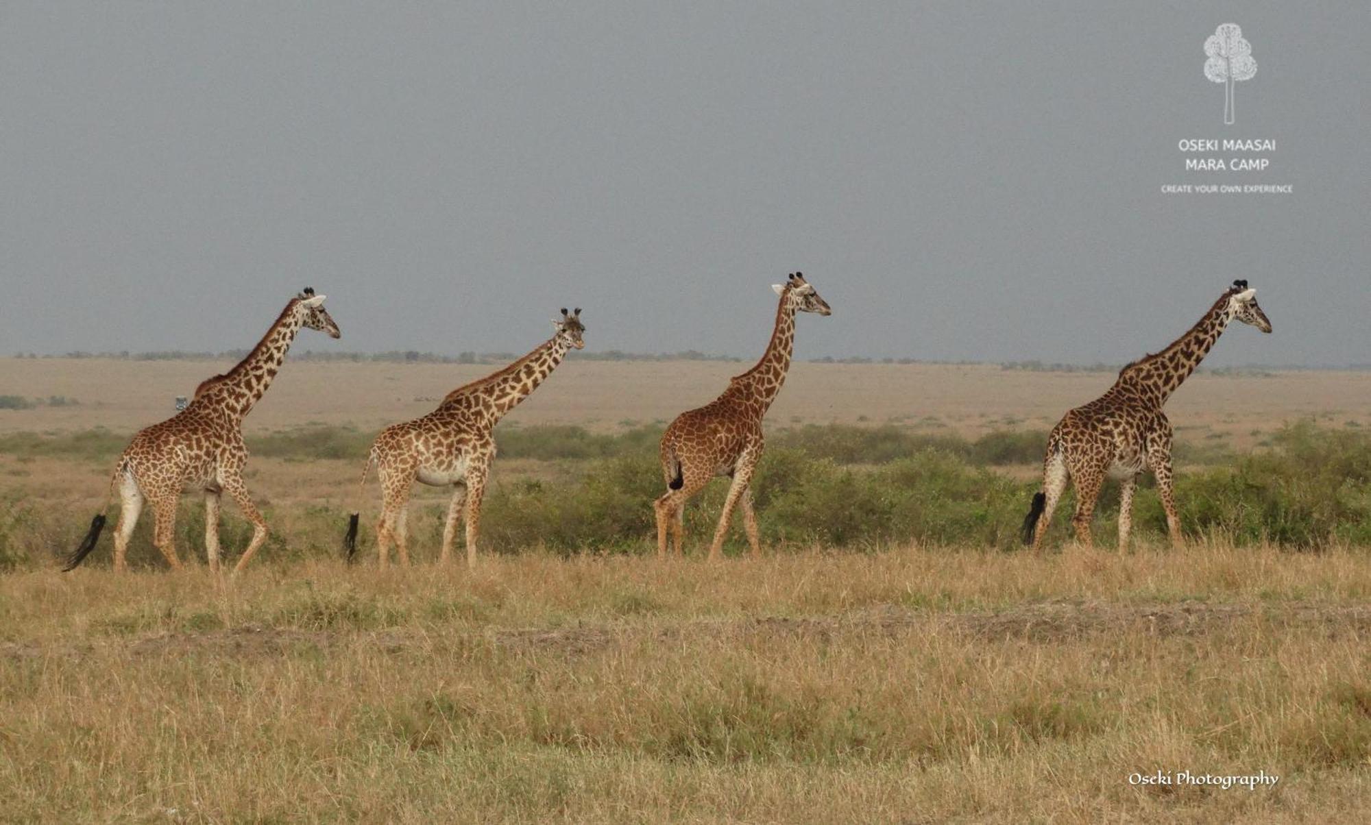 Oseki Maasai Mara Camp Otel Narok Dış mekan fotoğraf
