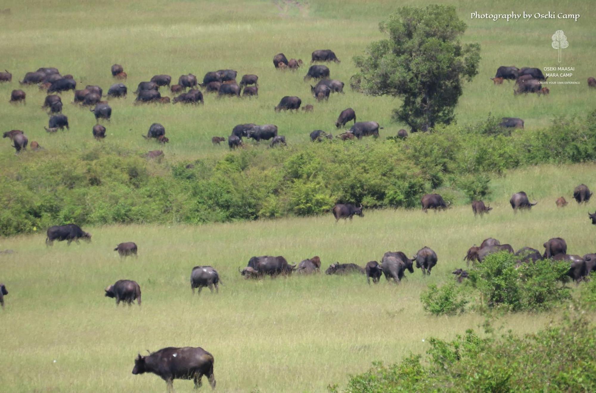 Oseki Maasai Mara Camp Otel Narok Dış mekan fotoğraf