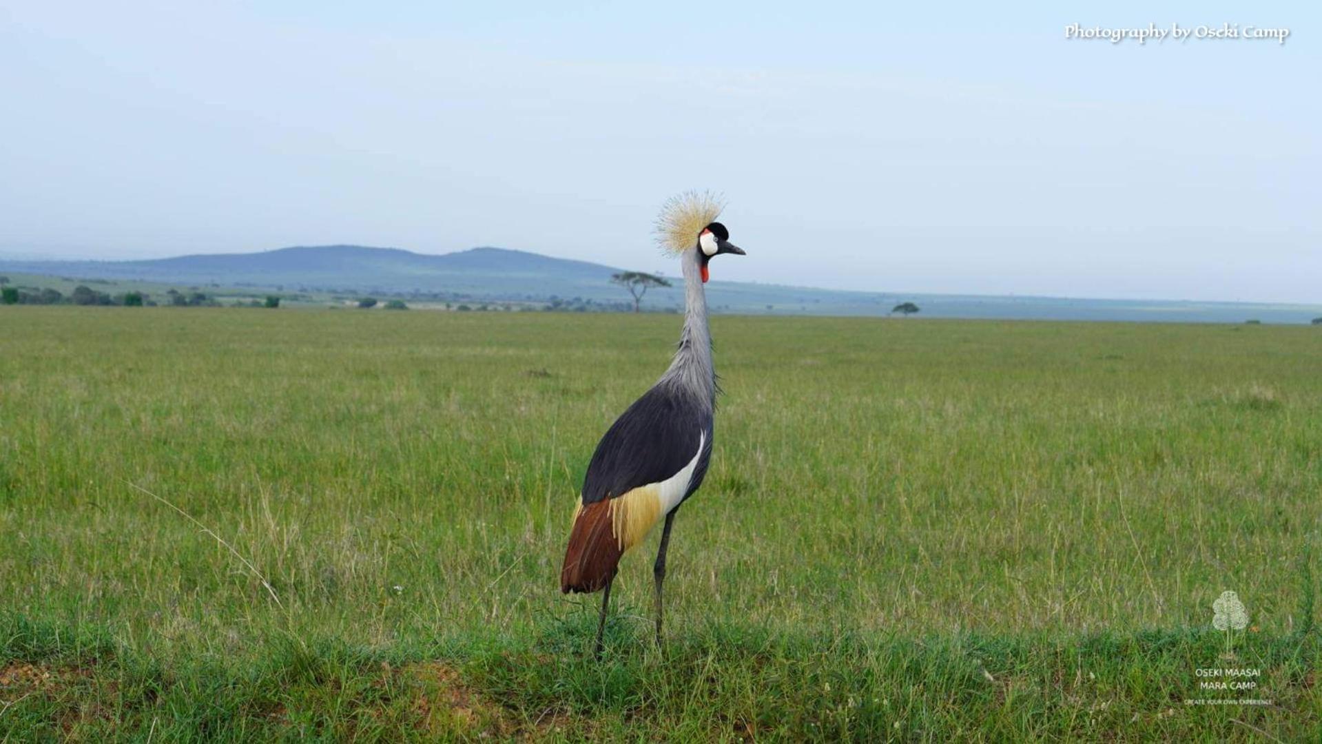 Oseki Maasai Mara Camp Otel Narok Dış mekan fotoğraf