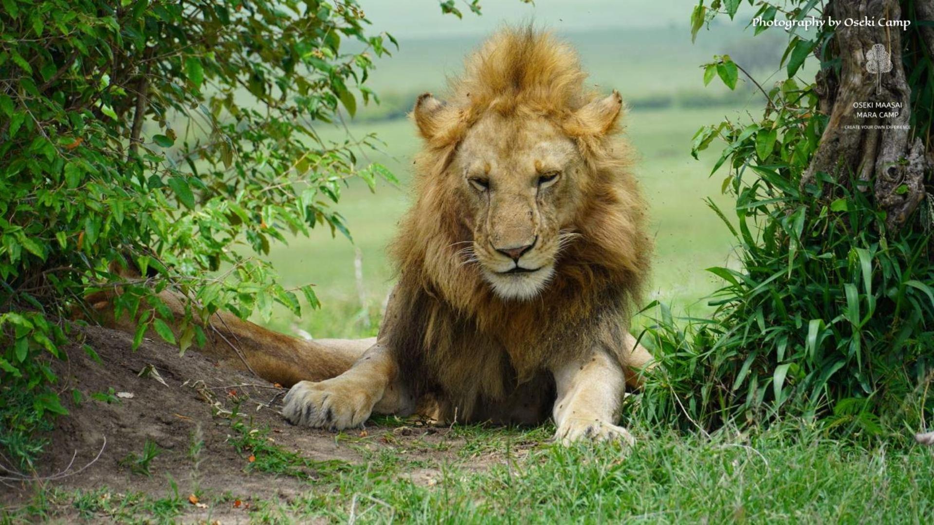 Oseki Maasai Mara Camp Otel Narok Dış mekan fotoğraf