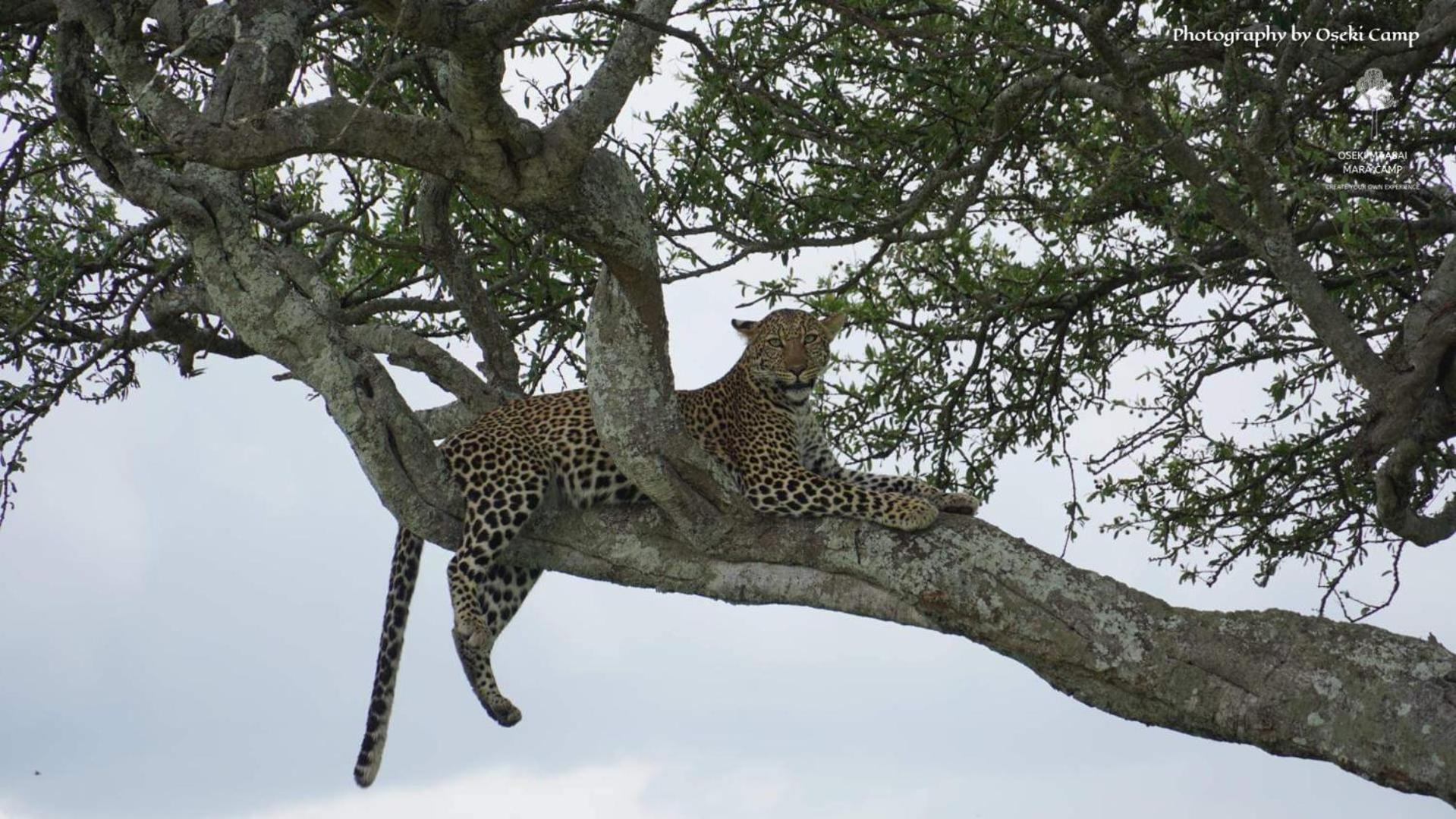 Oseki Maasai Mara Camp Otel Narok Dış mekan fotoğraf