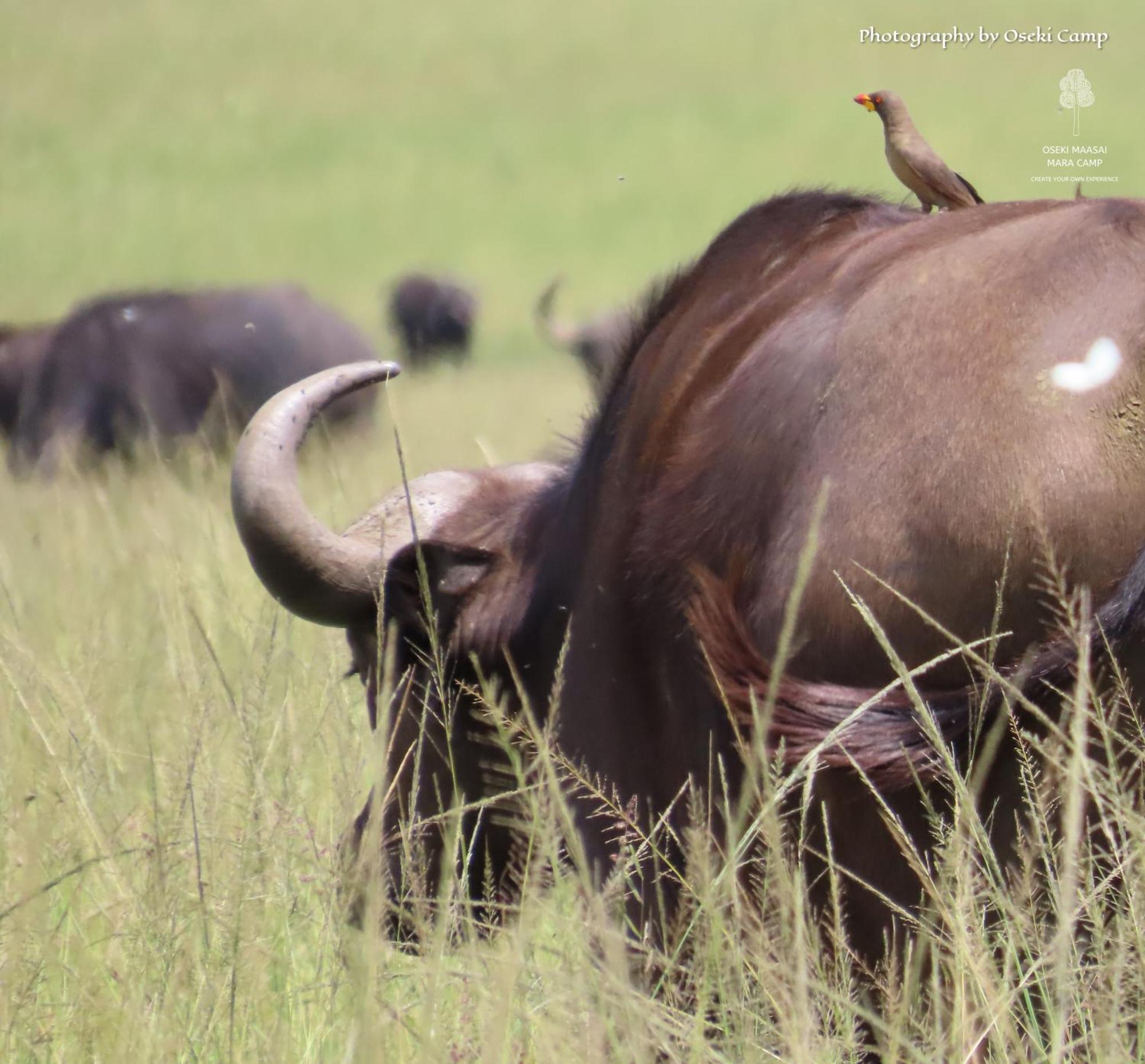 Oseki Maasai Mara Camp Otel Narok Dış mekan fotoğraf