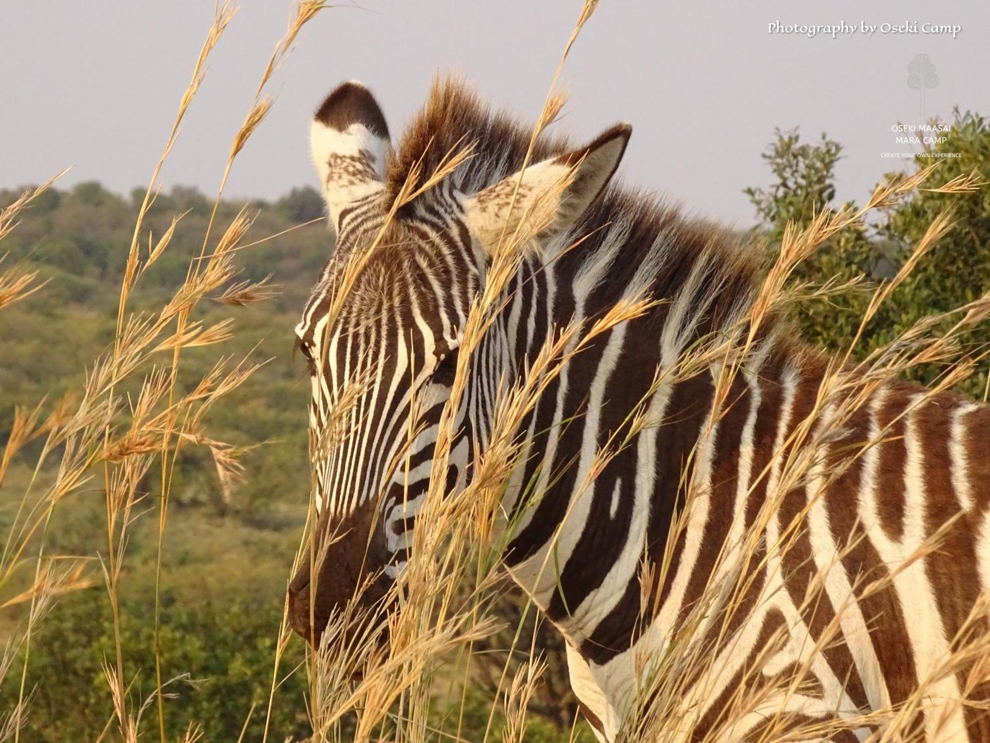 Oseki Maasai Mara Camp Otel Narok Dış mekan fotoğraf