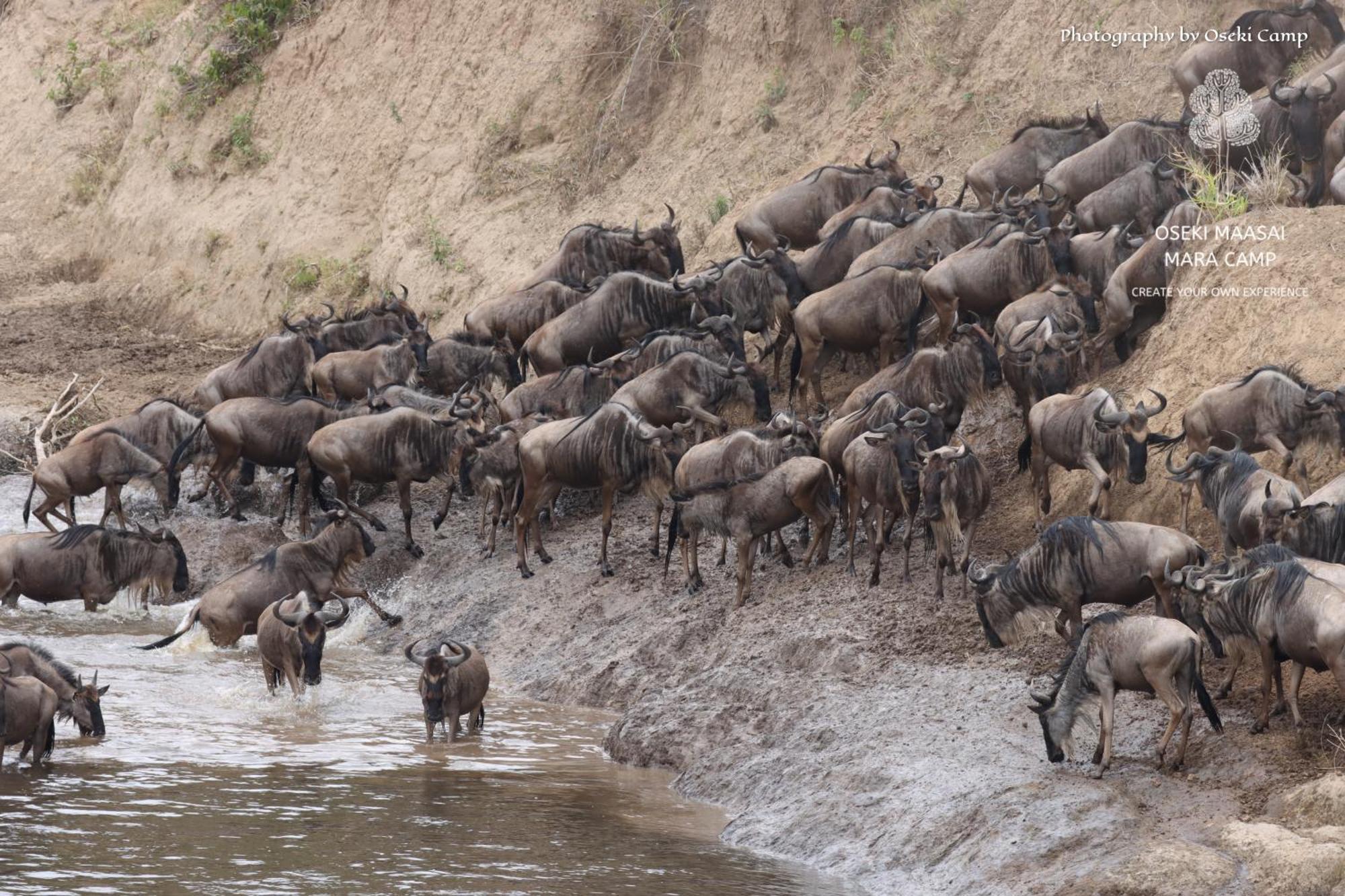 Oseki Maasai Mara Camp Otel Narok Dış mekan fotoğraf
