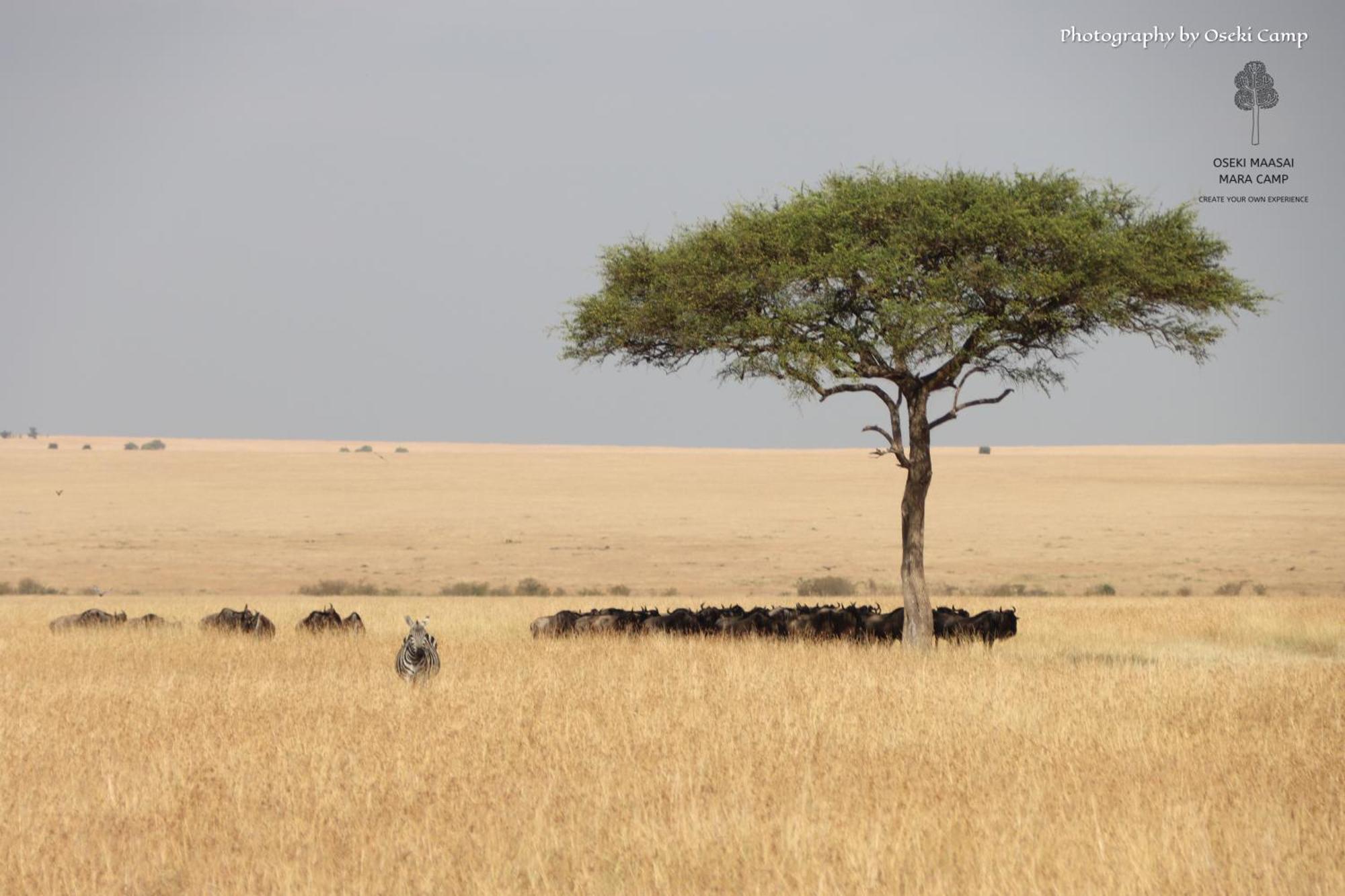 Oseki Maasai Mara Camp Otel Narok Dış mekan fotoğraf