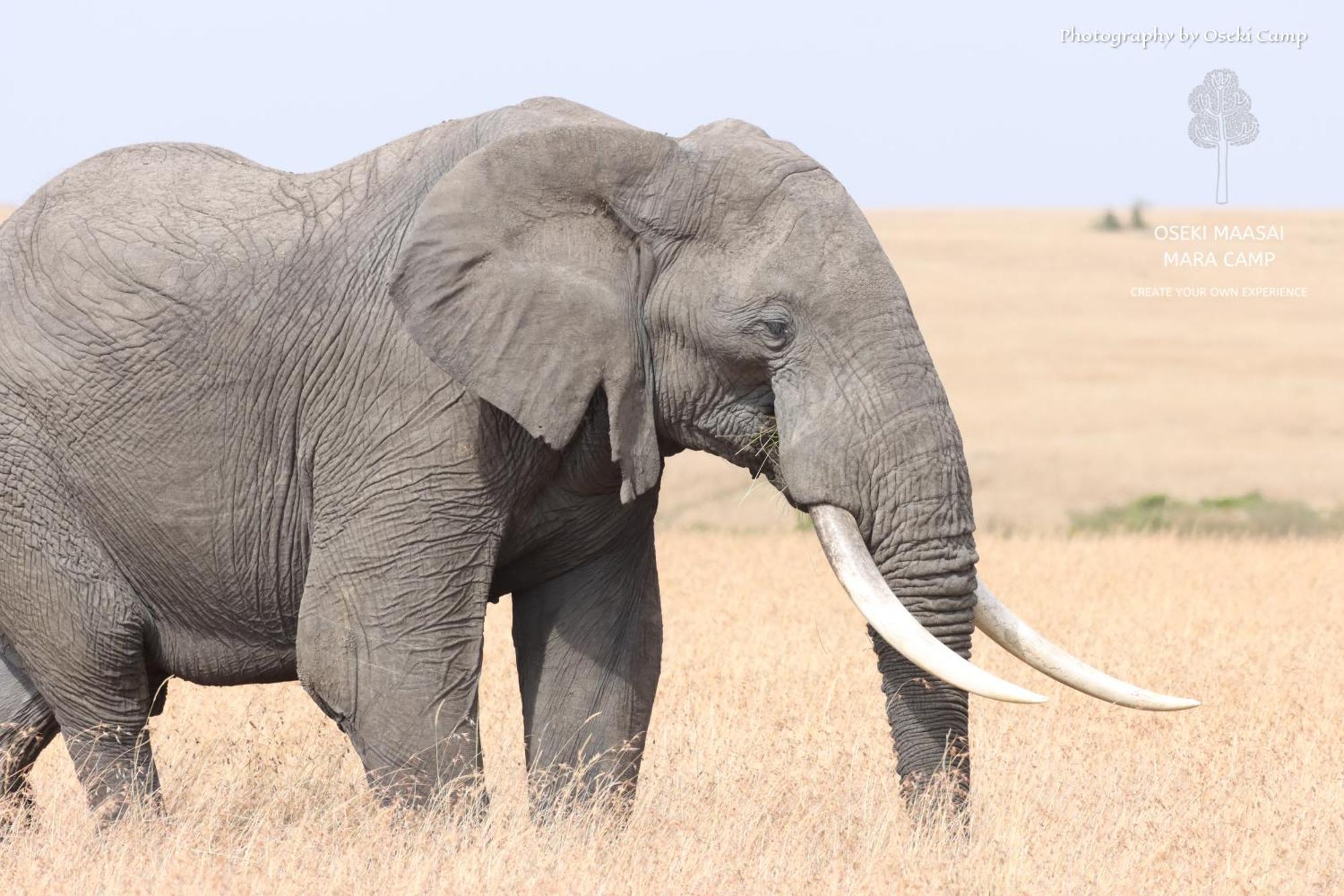 Oseki Maasai Mara Camp Otel Narok Dış mekan fotoğraf