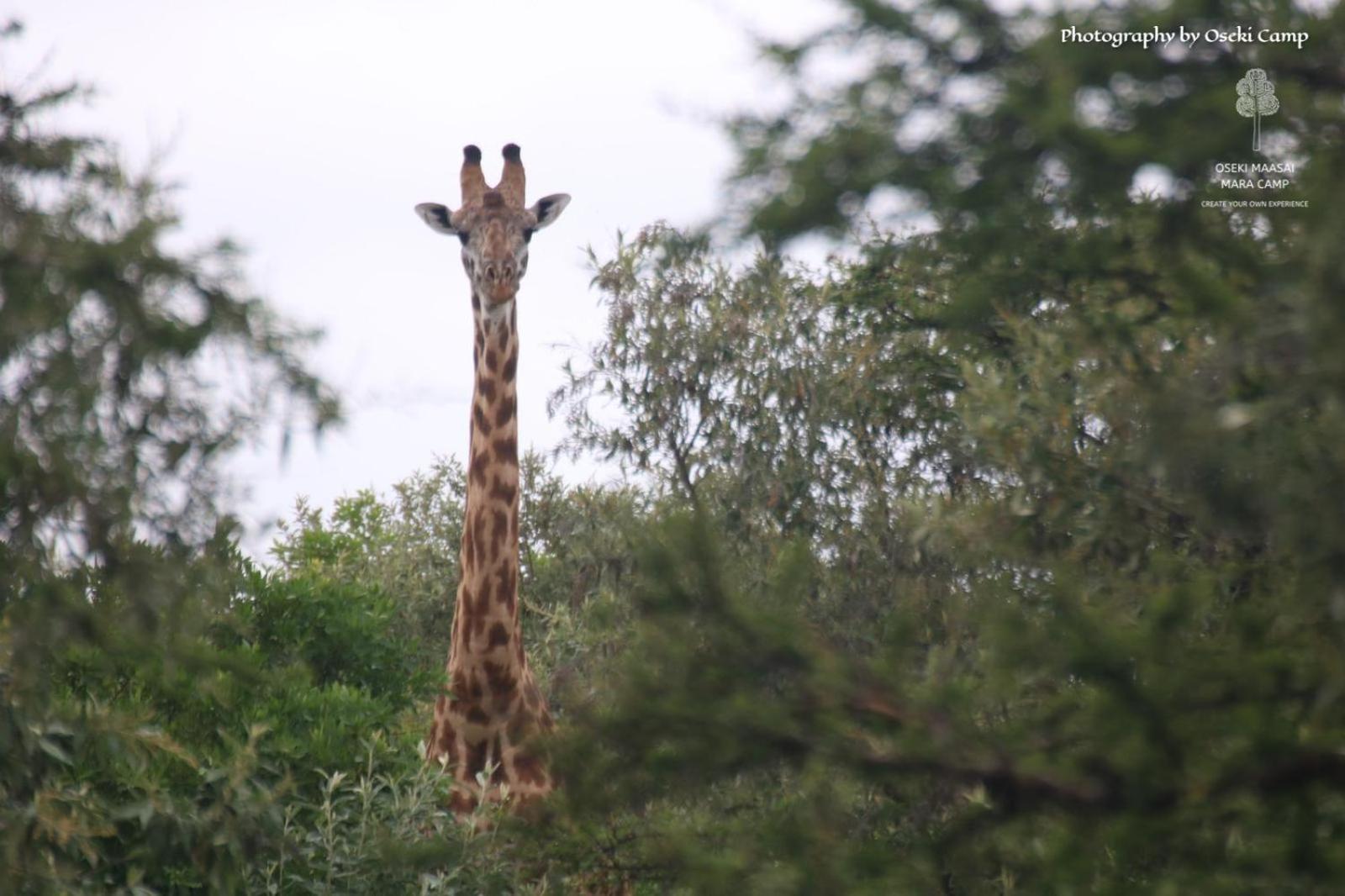 Oseki Maasai Mara Camp Otel Narok Dış mekan fotoğraf
